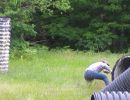 brandt s bachelor party  6 5 26  